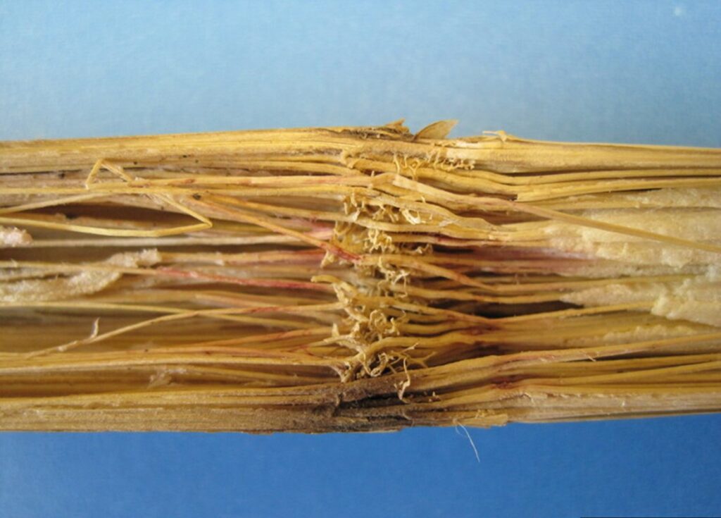 Stalk Rot: A Significant Disease in Corn - farmdoc