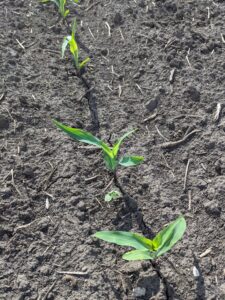 Corn at V2 growth stage with velvetleaf seedling emerging