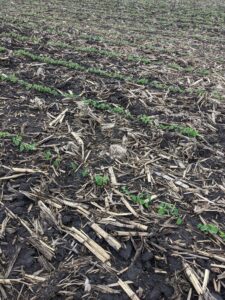 Soybeans at VC approaching V1