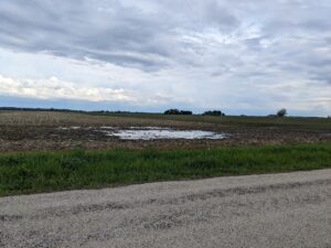 Ponding in row crop field observed following pop-up showers