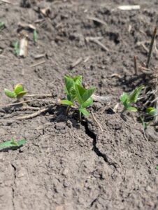 Soybeans beginning to emerge, mostly at VE or unifoliate stage with uniform stands.