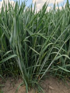 Wheat at Feekes 10 or boot stage