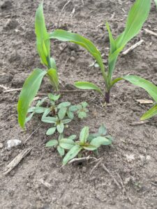 V2 corn and waterhemp