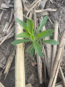 Marestail in no-till field