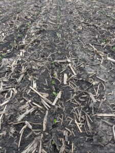 Soybean field with plants emerging (VE)