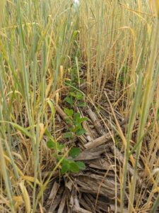 V1 soybeans in terminated cereal rye
