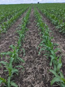 Corn at V4-V5