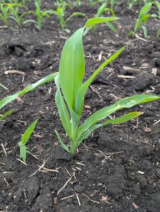 Corn at V3 growth stage