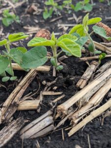 Soybeans at V1 growth stage