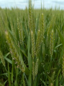 Wheat at Feekes 10.5.3