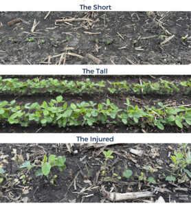 Soybeans emerging (top photo); Soybeans at V3 (middle photo); Soybeans with hail damage (bottom photo)