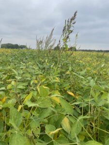 Waterhemp producing seed in soy
