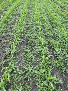 Waterhemp seedling flush in corn