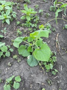 Burcucumber in no-till corn