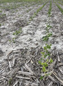 Soybeans at V2 and an interplanted row of soybeans at VE