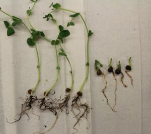Symptoms of Pythium root rot in seedling alfalfa plants. From left to right: Healthy seedlings with better root development compared to the affected seedlings on the right