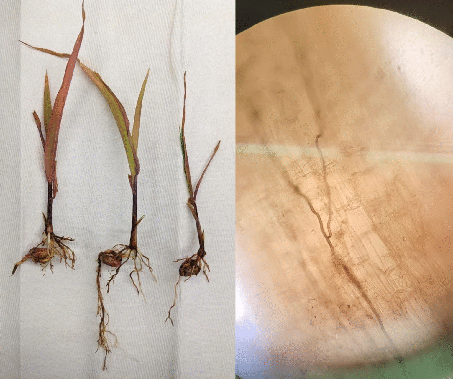 Plant Clinic Update - May 2025 - farmdoc