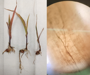 Left photo - Corn plants affected by the fungal root pathogen Rhizoctonia spp. exhibit reduced root development following infection. Right photo - Typical Rhizoctonia mycelium observed under the microscope.