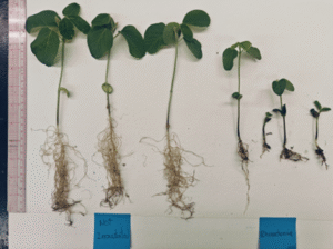 Soybean plants artificially inoculated with Rhizoctonia. Symptoms observed include poor root development and a dark girdling rot of the hypocotyl.