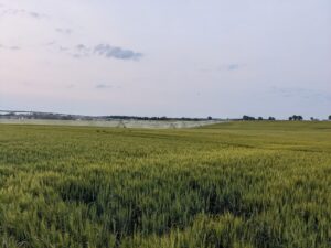 Wheat field at Feekes 10.5.4 being irrigated