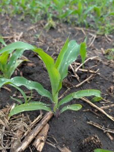 Corn plants entering V5
