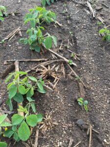 Replanted soybeans emerging in field of V3-V4 soybeans