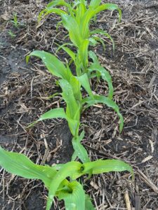 V5 corn with sidedress nitrogen management