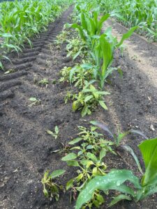 Corn post-emergence herbicide application evaluation