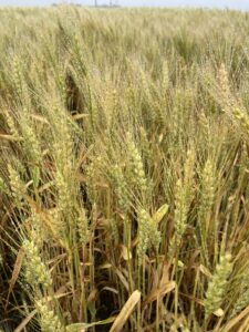 Wheat heads in the process of senescing