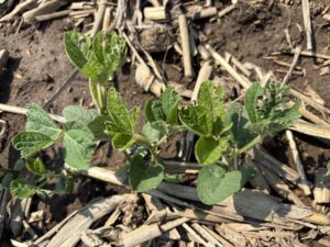 Hail damaged V2 soybeans