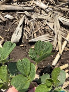 Drawstring effect on soybean leaflets