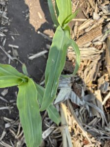 Hail damaged V4 corn