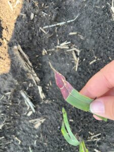 Corn plant in the V3 stage showing signs of stress due to cold temperatures and excess moisture.