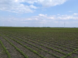 Soybean field at V2/V3 with saturated soils and stunted plants visible in a low area of the field