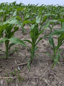 Corn at V6/V7