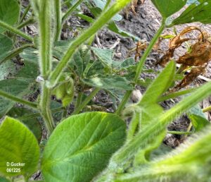 Early planted soybeans have started to bloom. Note the almost dead waterhemp in the background.