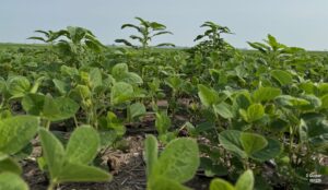 These amaranth plants are past the 4" height required for good herbicide control.