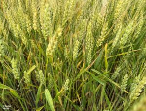 Wheat diseases are evident in fields where a preventative fungicide was not applied.