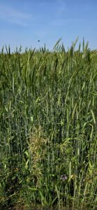 Cereal rye soon to be roller crimped