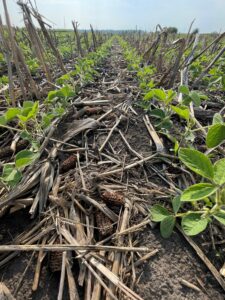 No-Till soy