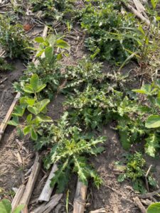 Canada thistle in soybean field