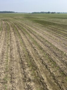Figure 11: Corn field with plants at V3
