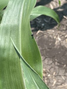 Corn flea beetle on a V5 corn plant