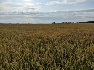 Wheat field at Feekes 11.2 growth stage