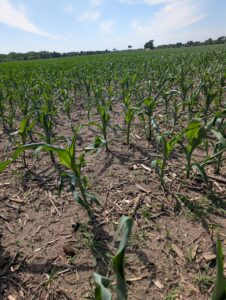 Corn showing drought stress