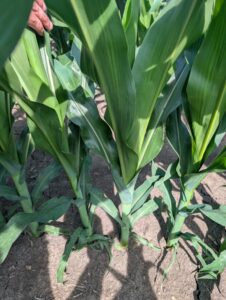 Healthy corn plants