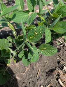 Soybeans at 3rd trifoliate moving towards V4