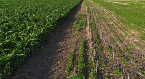 Field border corn-soy herbicide drift