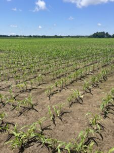 Corn field at V4.