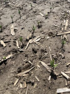 Soybeans that are emerging.